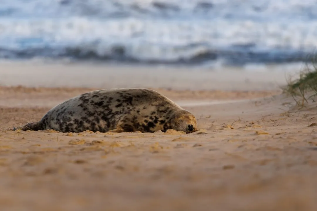 Winterton adult seal resting