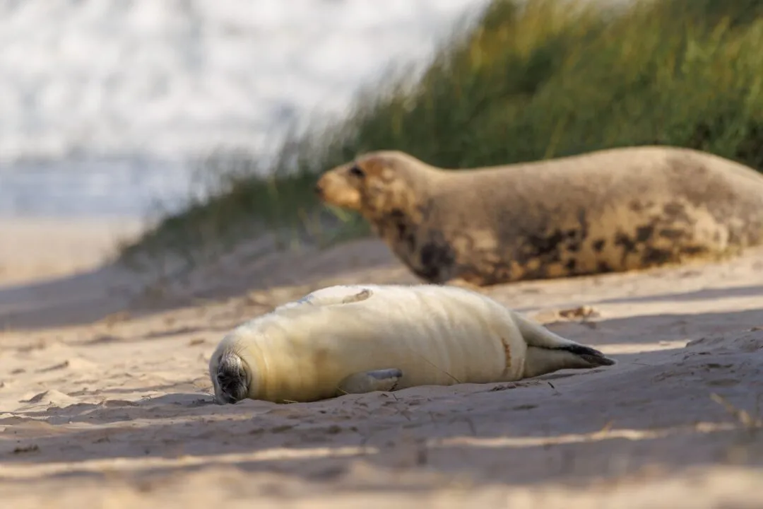 Winterton seal pup dune grass