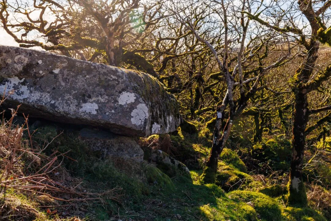 Wistmans wood backlit boulder hero