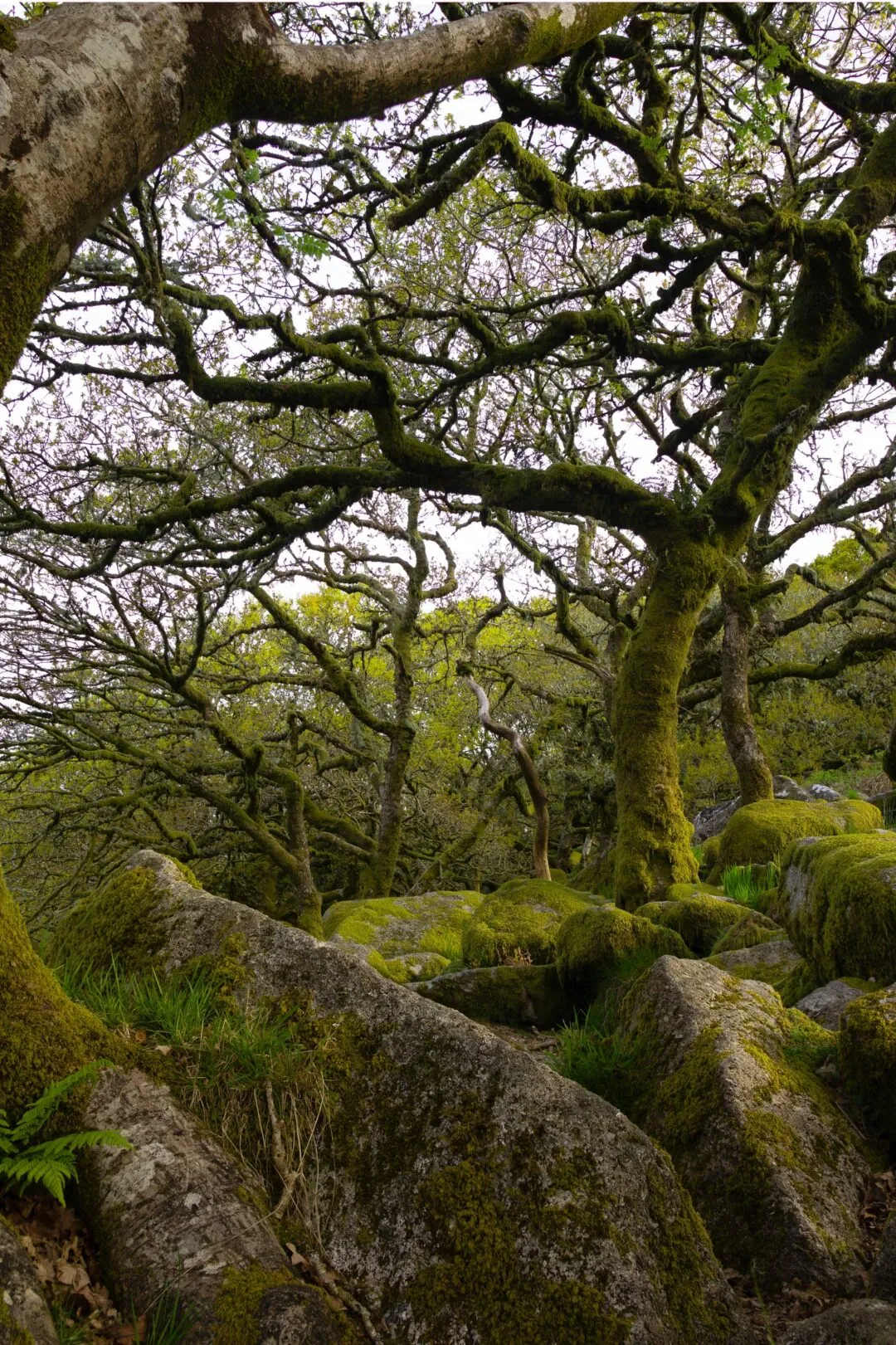 Wistmans wood branches silhouette