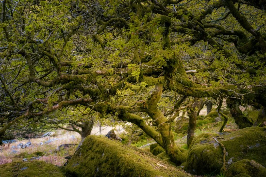 Wistmans wood canopy branches sky