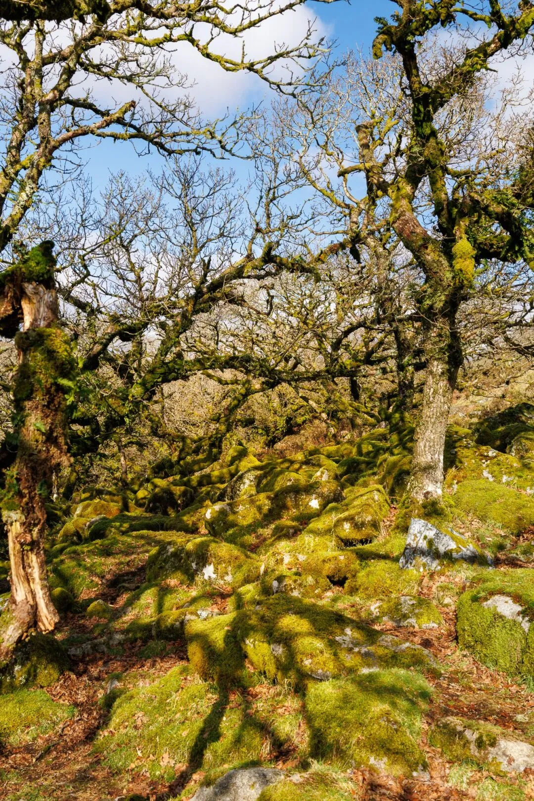 Wistmans wood dramatic branches winter