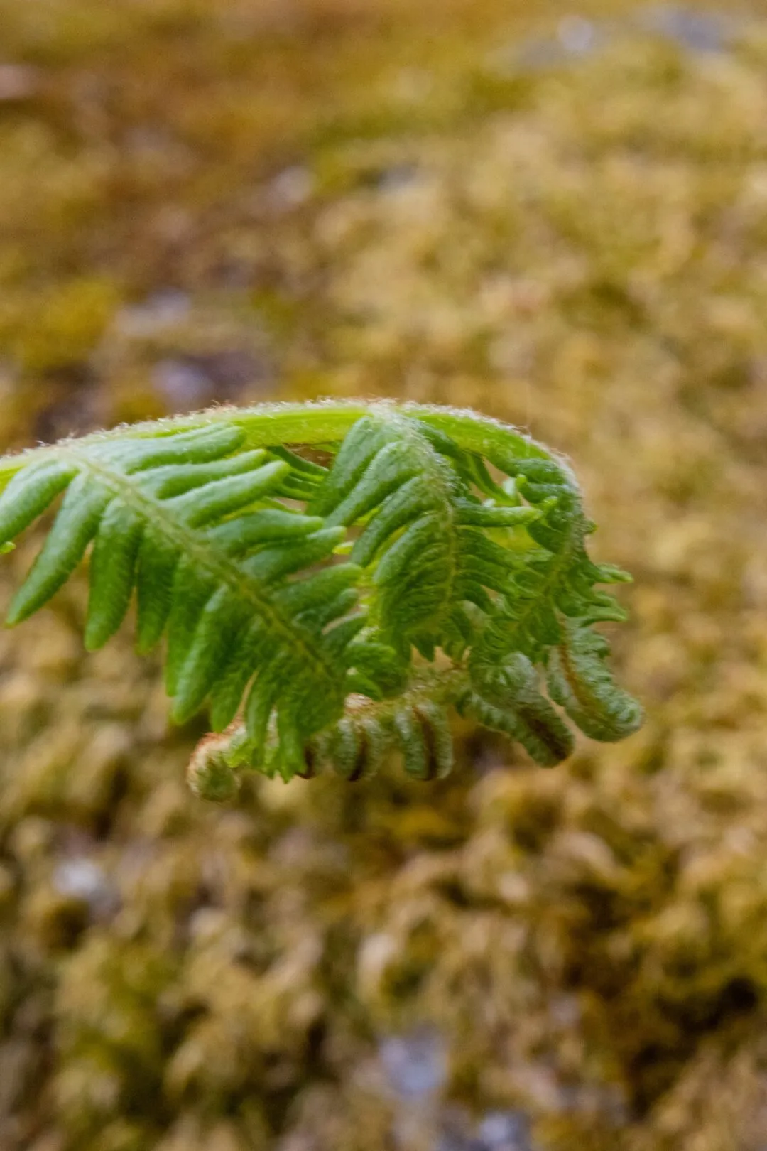 Wistmans wood fern frond macro