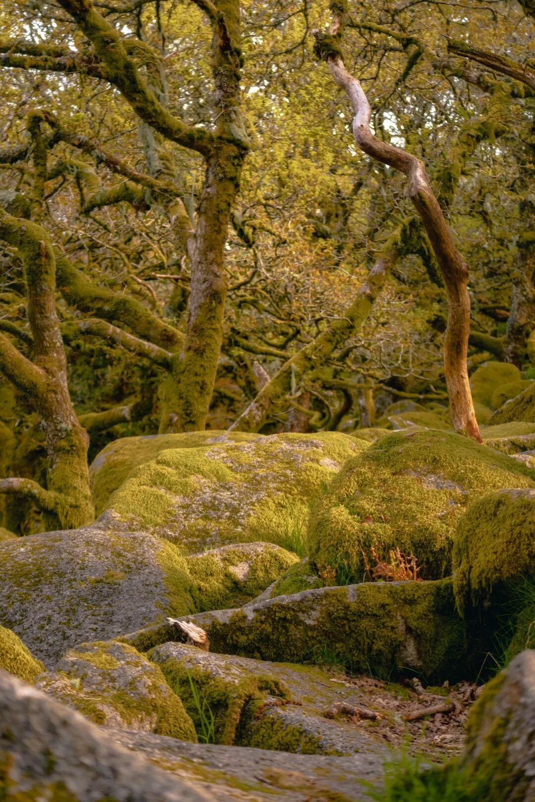 Wistmans wood golden light boulders