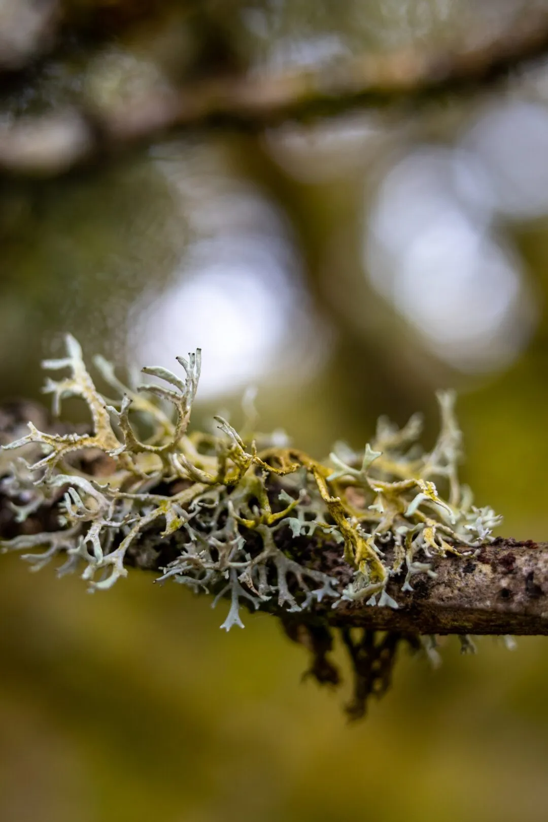 Wistmans wood lichen macro