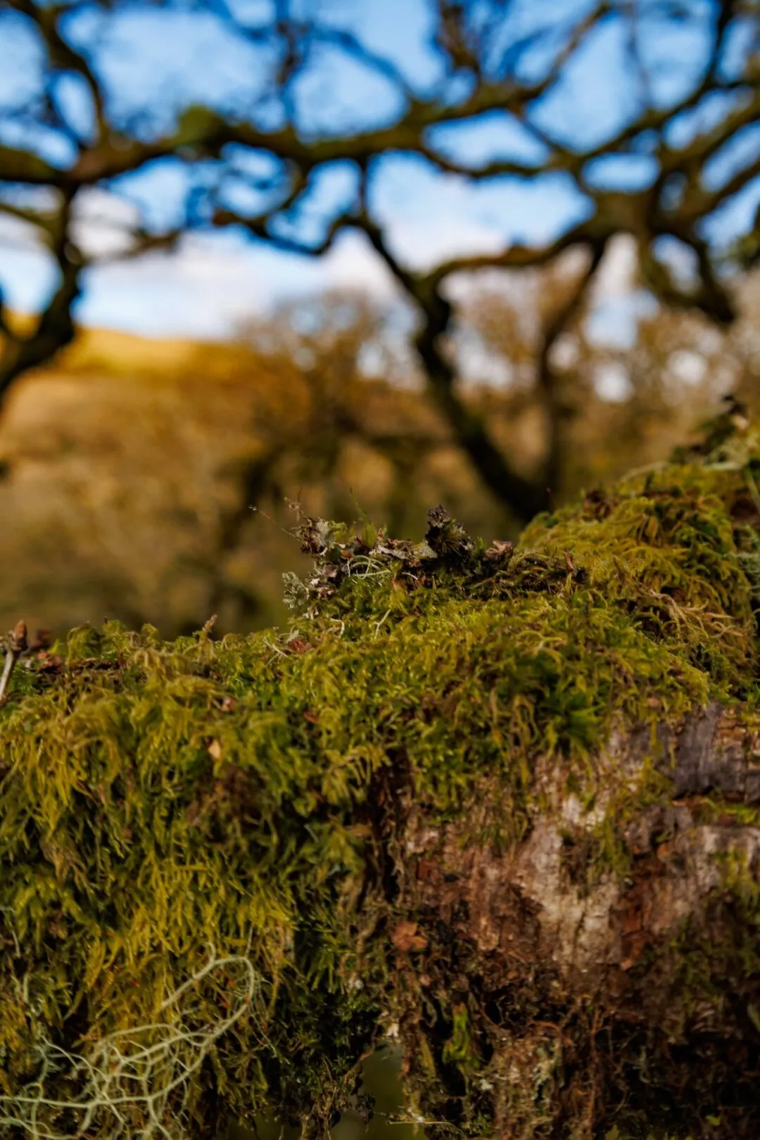 Wistmans wood lichen rock macro
