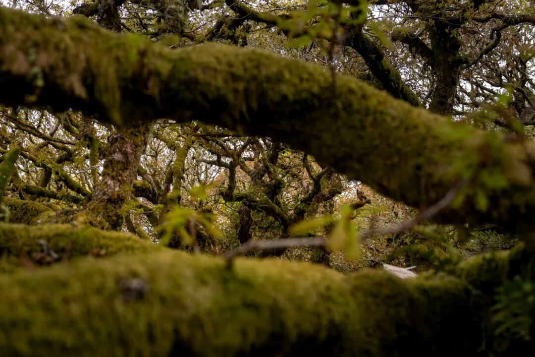 Wistmans wood moss covered branch