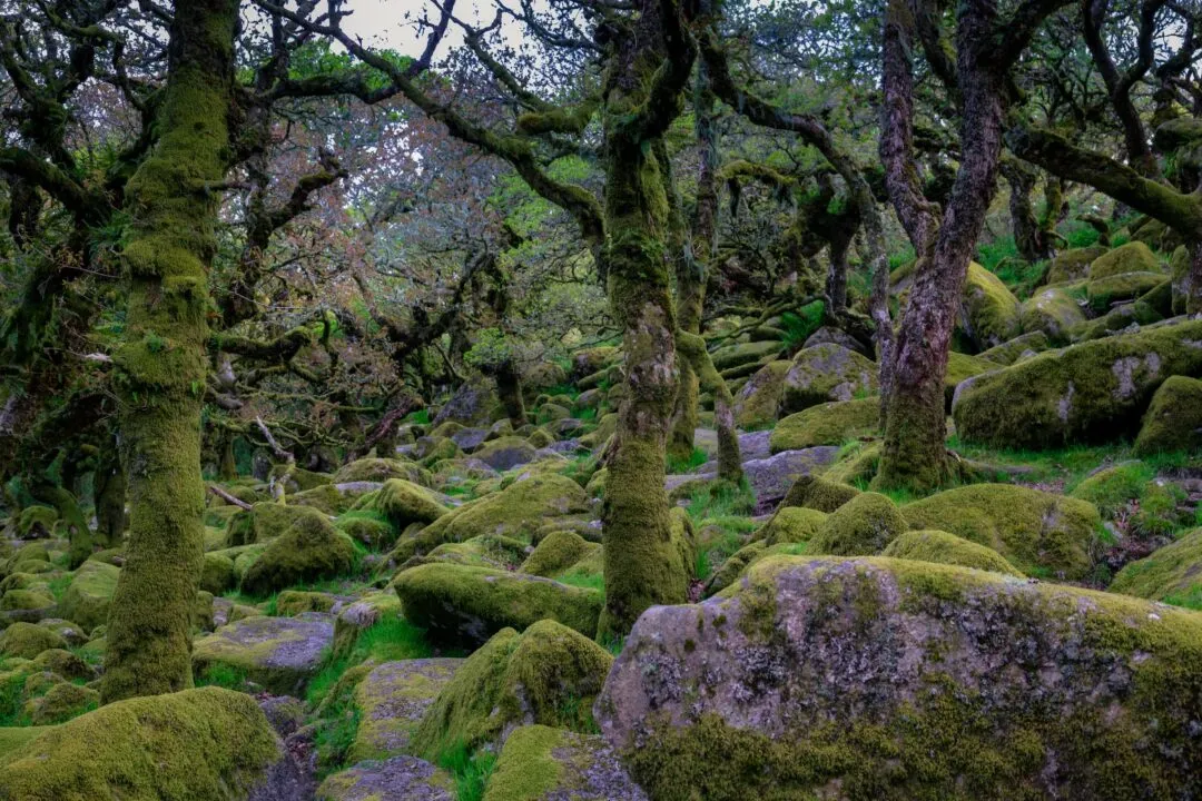 Wistmans wood mossy interior spring