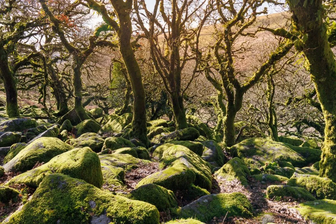 Wistmans wood mossy path interior