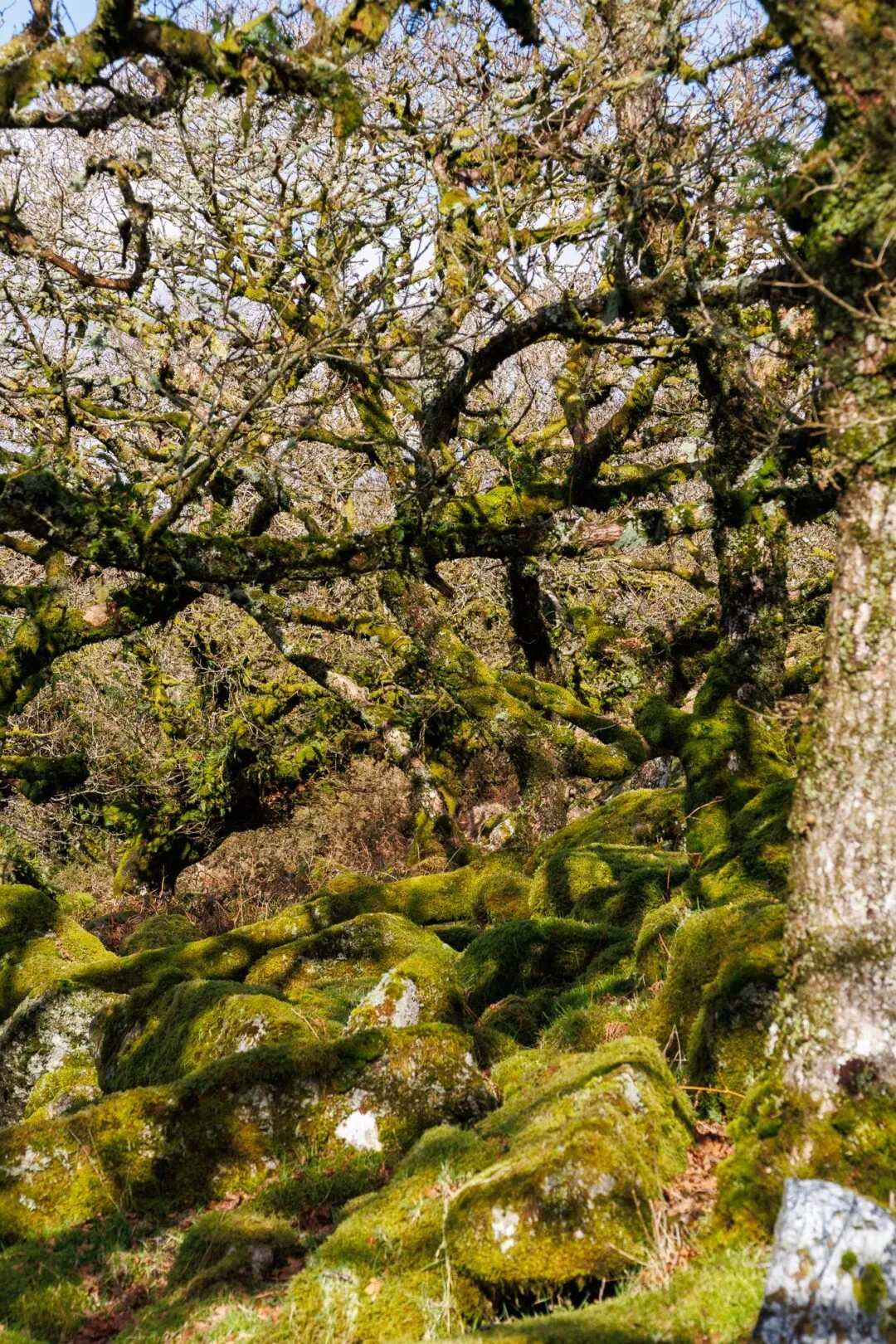 Wistmans wood sunlit interior