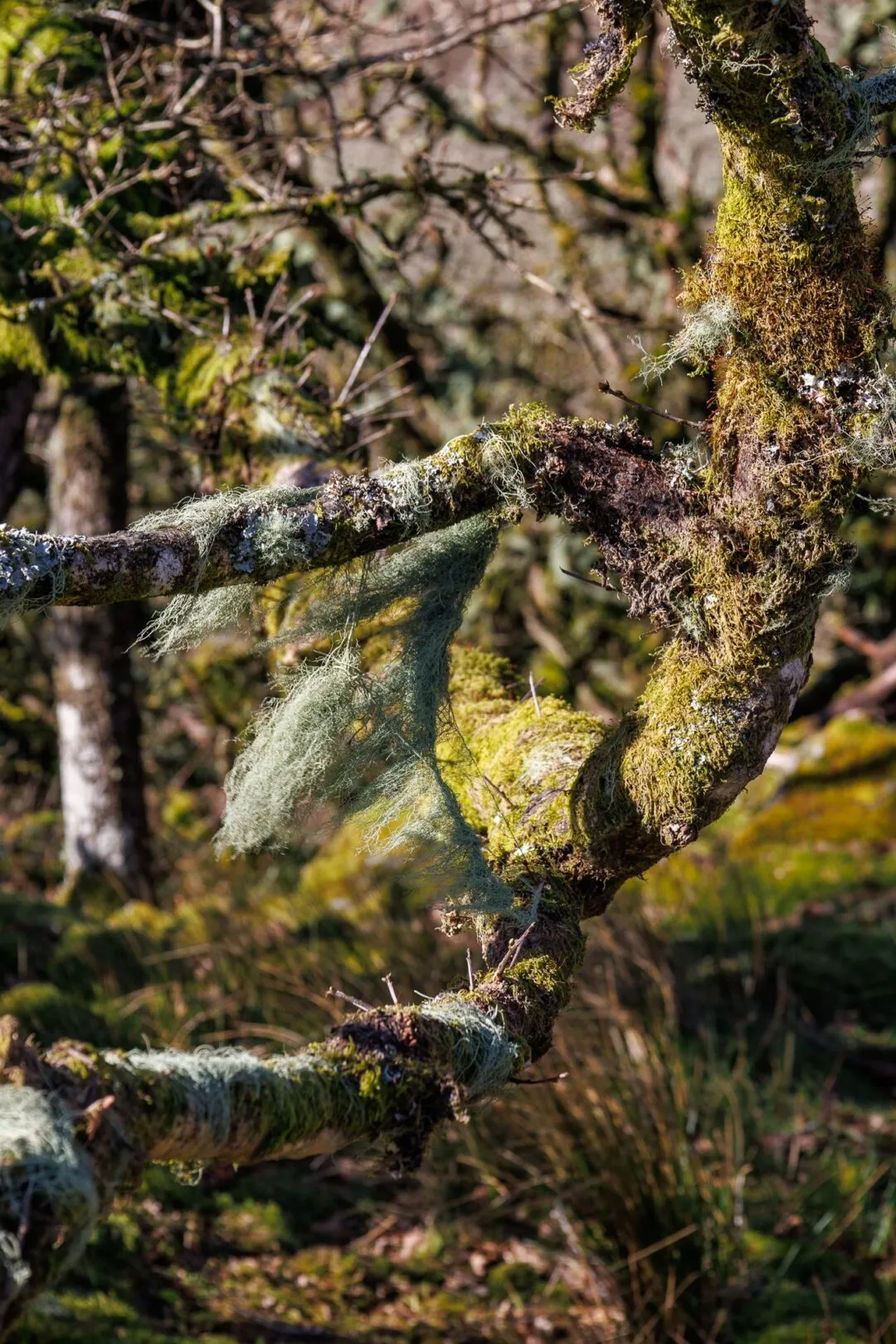 Wistmans wood tangled branches abstract