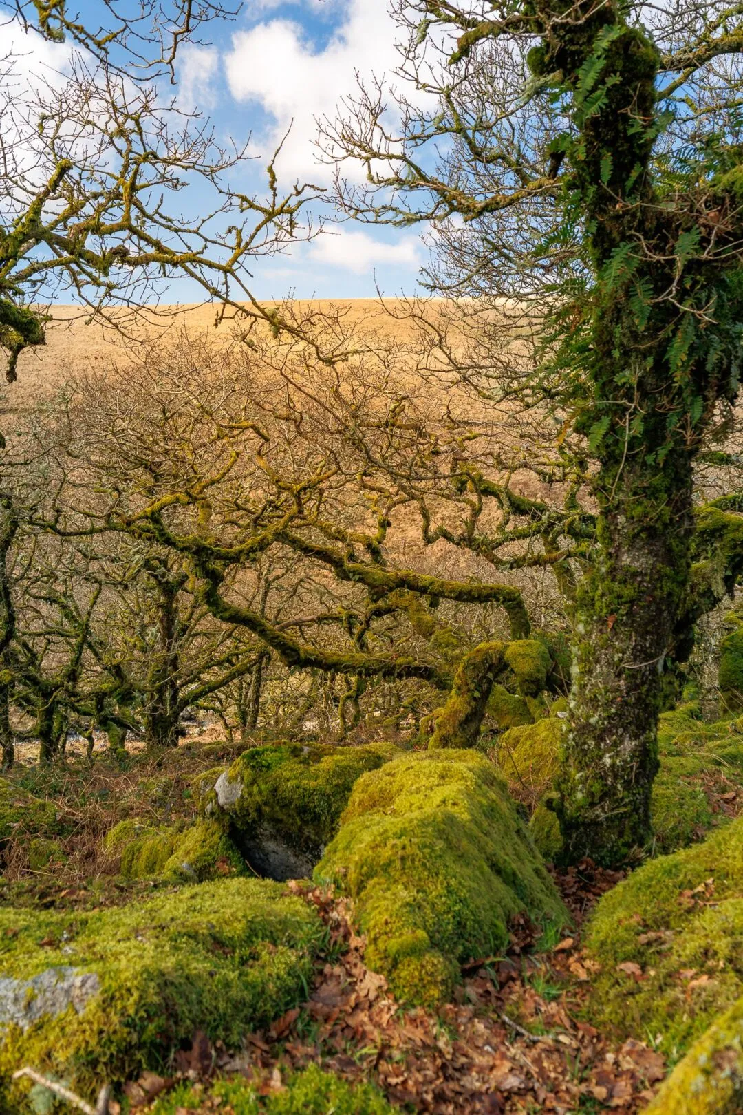 Wistmans wood tree moor view