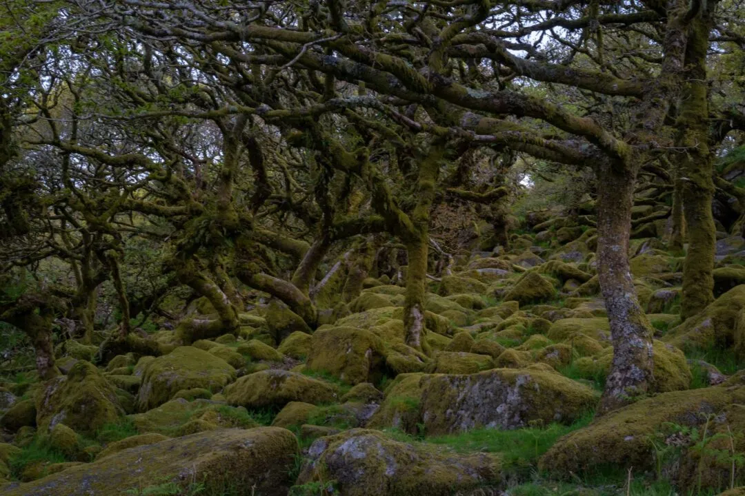 Wistmans wood twisted oaks wide