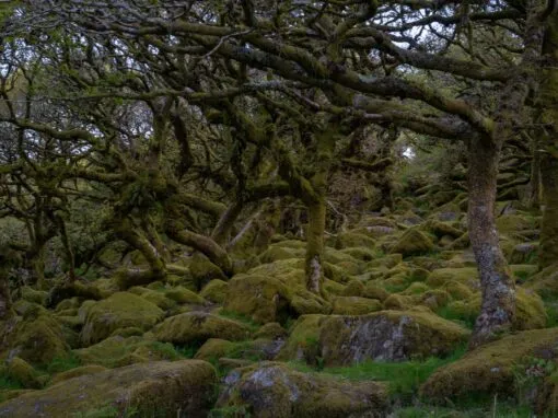 Wistman’s Wood Photography
