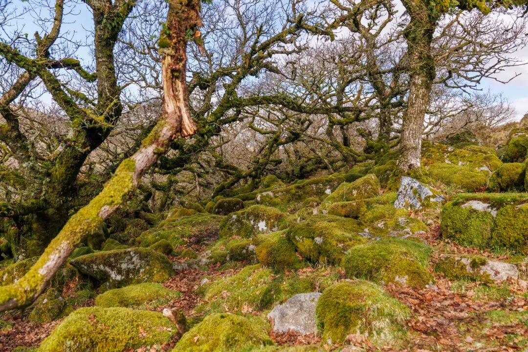 Wistmans wood winter interior wide