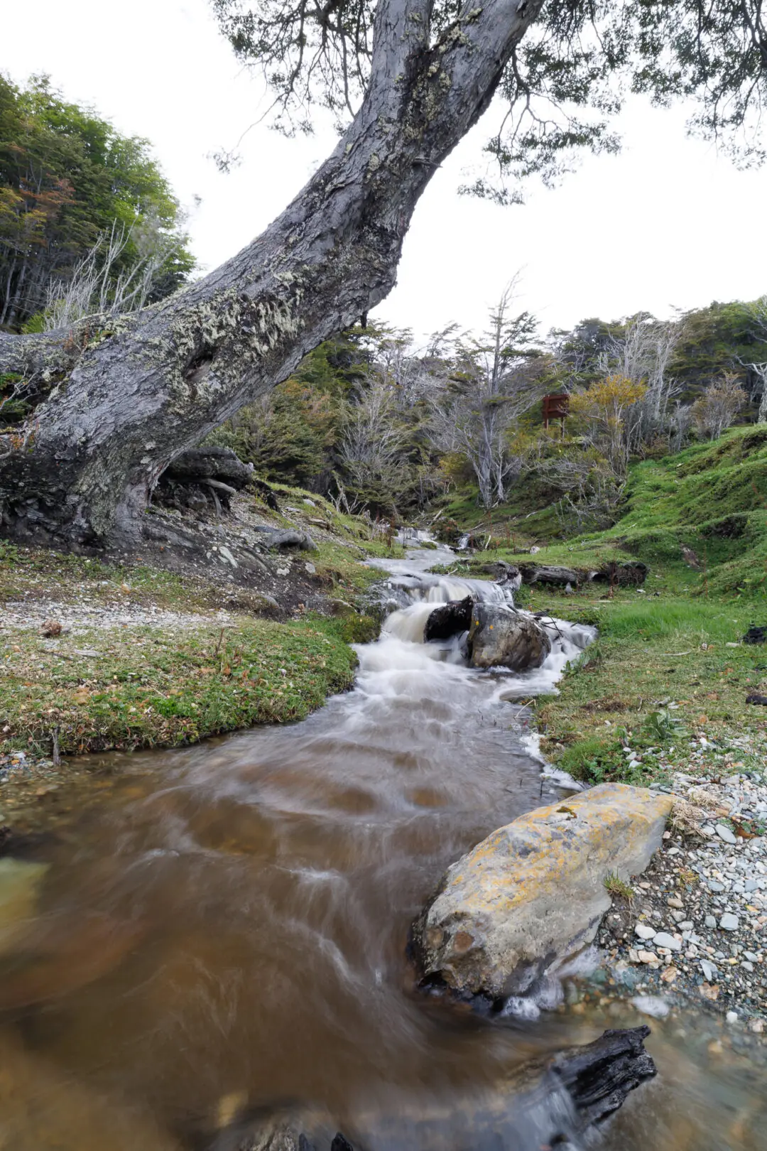 Long-exposure woodland stream cascading over rust-coloured rocks through green beech forest, Tierra del Fuego