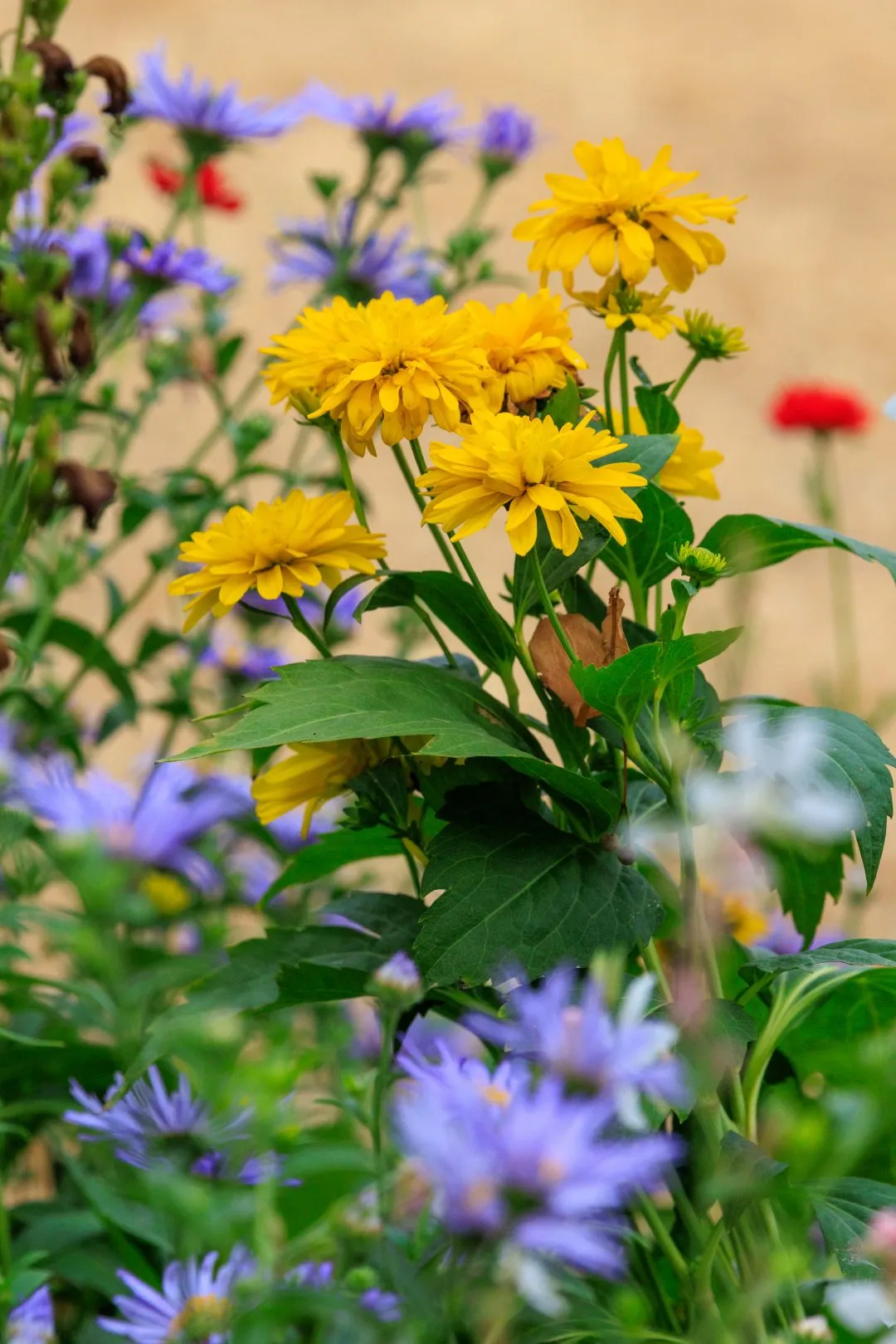 Yellow and Purple Garden Flower Bed, Portsmouth