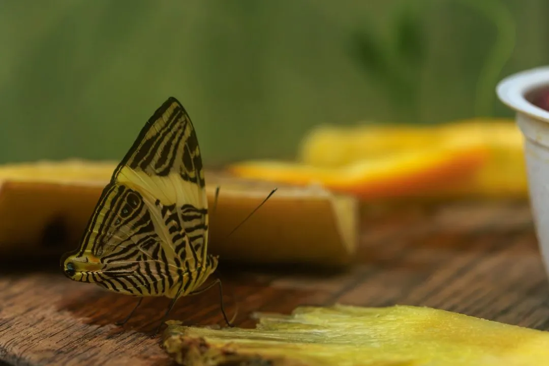 Yellow Black Striped Butterfly Feeding on Fruit, Portsmouth
